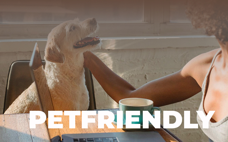 Petfriendly: la tendencia en este 2026